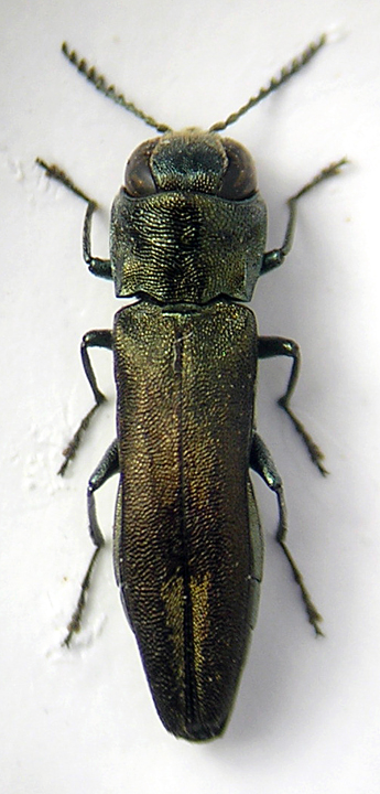 Agrilus graminis.jpg