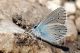 16 06 2013 Castelluccio 121.jpg