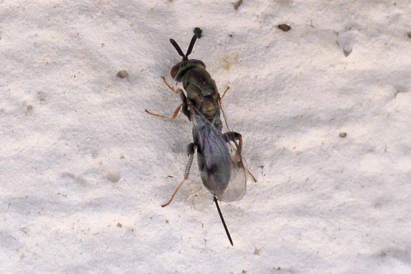 Torymidae Hymenoptera  femmina01_cr.jpg