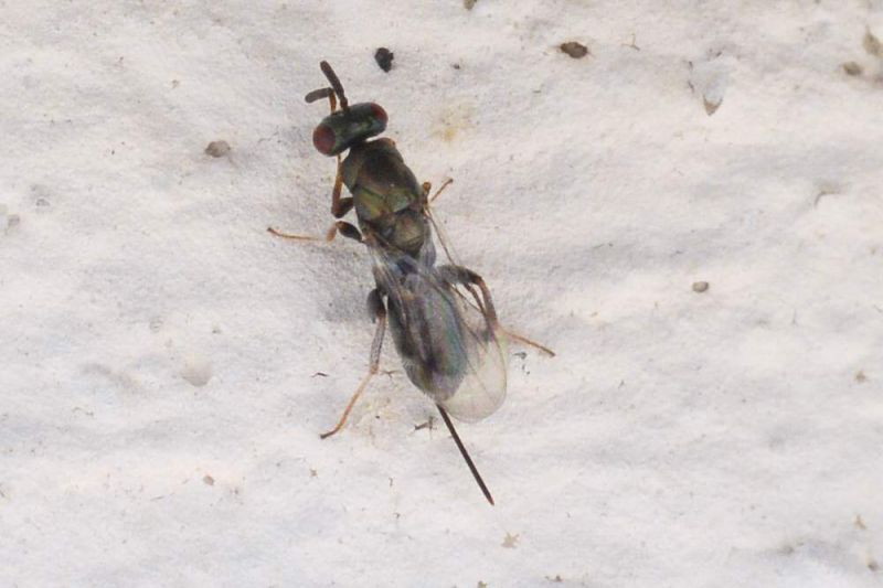 Torymidae Hymenoptera  femmina03_cr.jpg