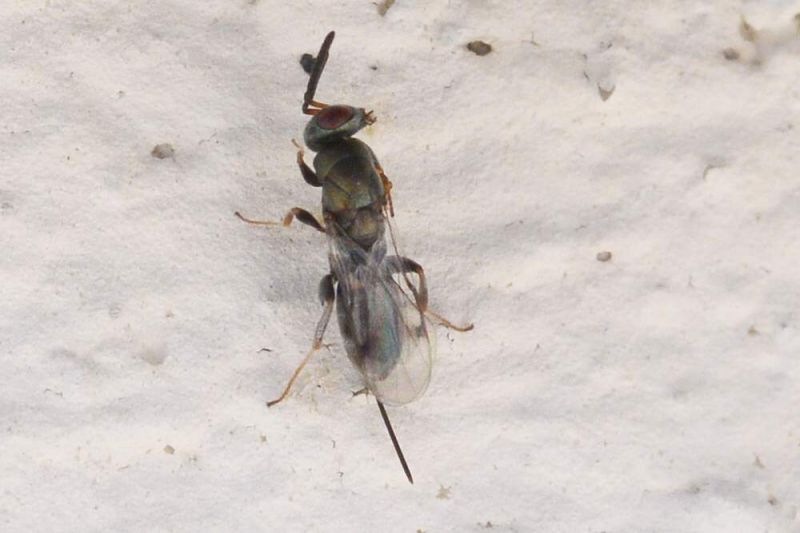 Torymidae Hymenoptera  femmina04_cr.jpg