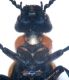Zonitis 001 copia.jpg