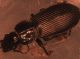 pterostichus.jpg