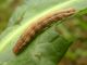 Noctua_comes - larva_giovane (2).jpg