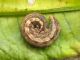 Noctua_comes - larva_adulta.jpg