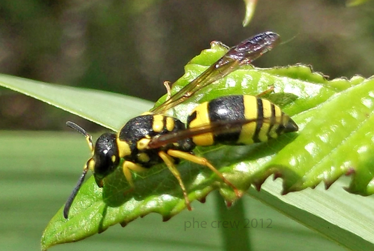 probabile Ancistrocerus gazella - Anzio - 16.9.2012.jpg