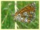probabile Melitaea cinxia - Insugherata - 7.6.2013 (1).jpg