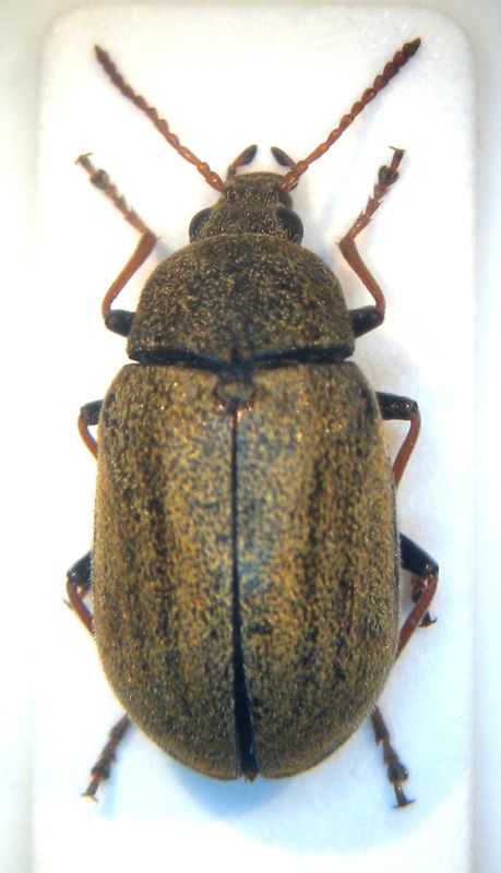 Mycteridae 2 001 copia.jpg