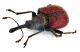 Comb0804_23crc.jpg