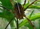 DSC_7449 crop.jpg