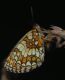 IMGP8147_Melitaea_Q_sm.JPG