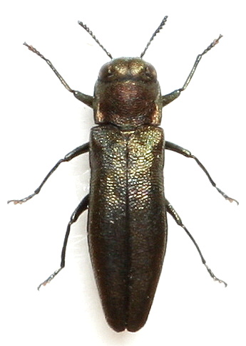 Agrilus (C.) convexicollis  L.Redtenbacher,1849.jpg