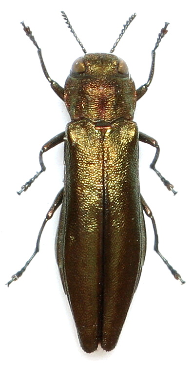 Agrilus (A.) cuprescens  (Ménétriés,1832).jpg