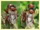 Conopidae probabile Sicus sp. - Insugherata - 7.6.2013 (2).jpg