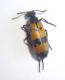 DSC03546.JPG