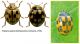 Propylea%20quatuordecimpunctata[1].jpg