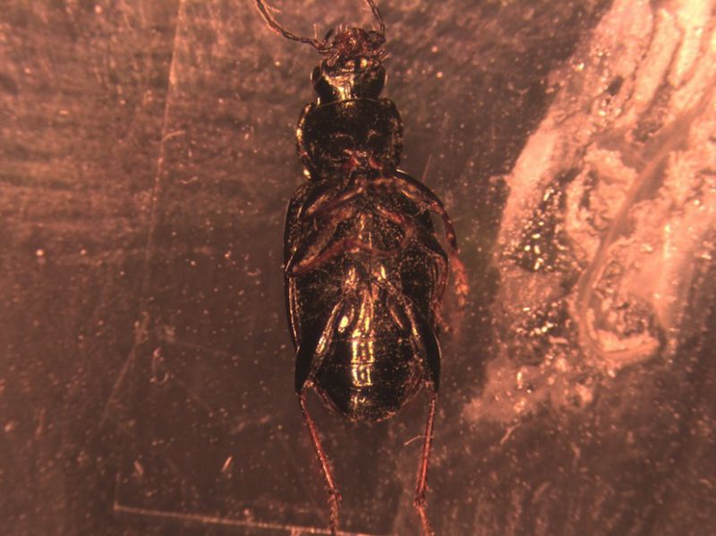 Agonum.jpg