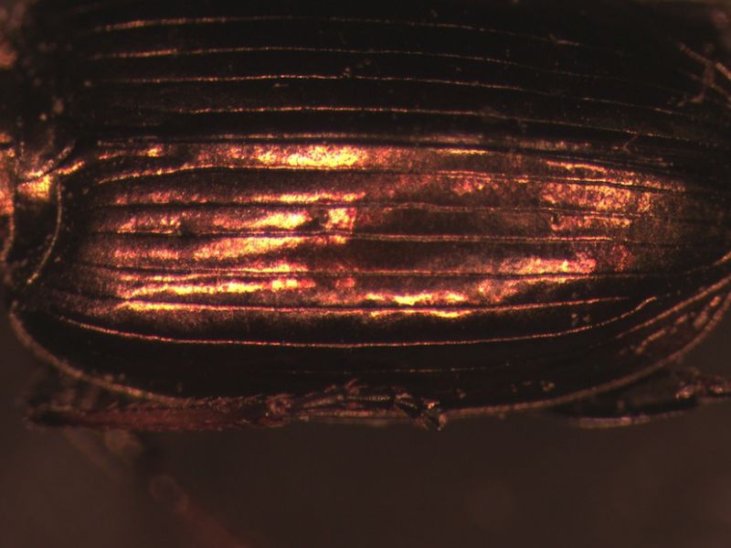 Agonum0002.jpg