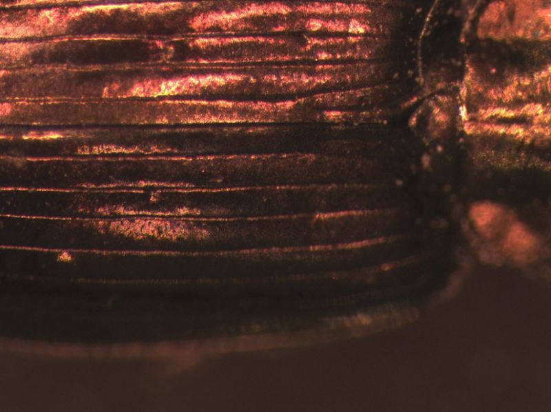 Agonum0003.jpg