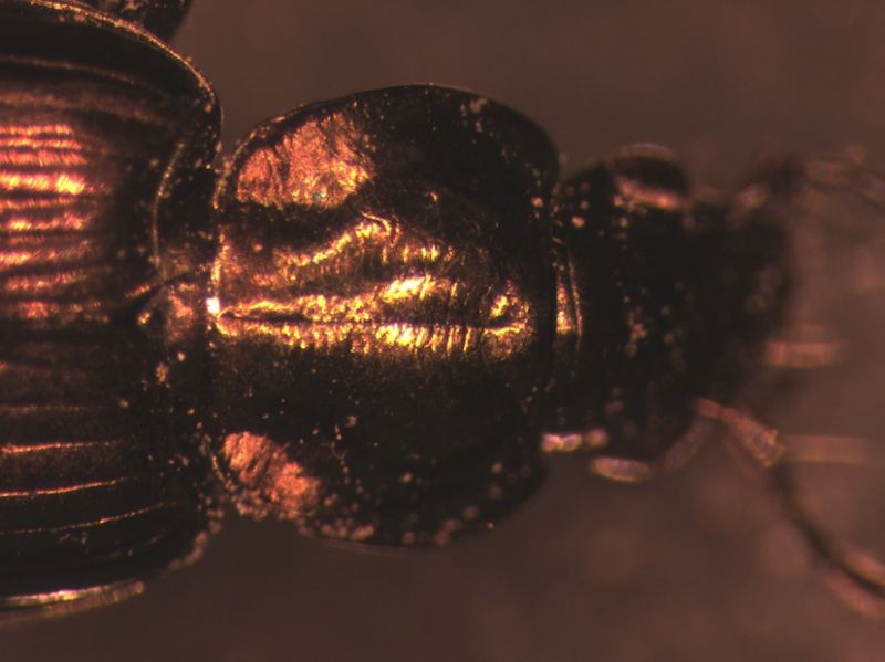 Agonum0004.jpg