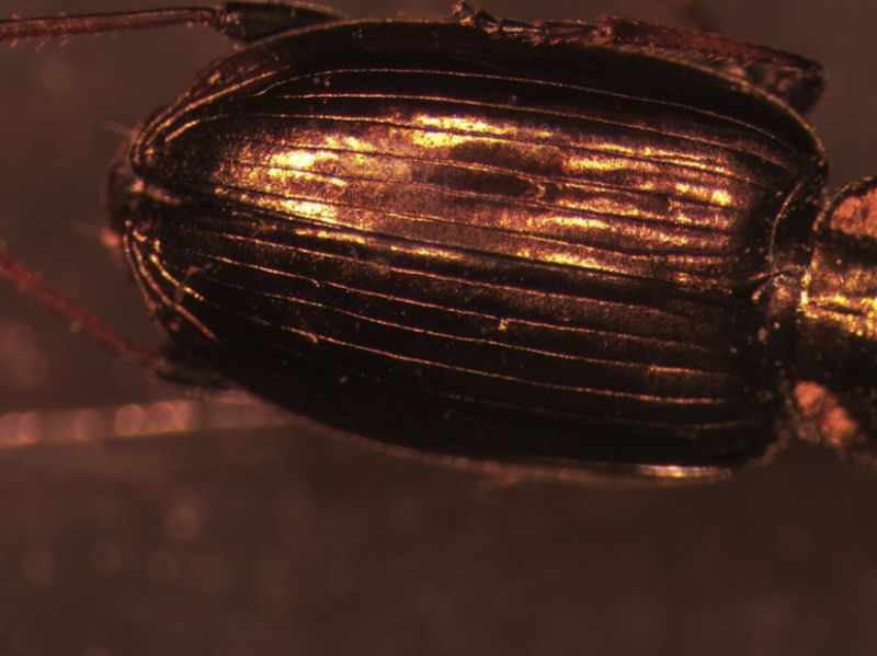 Agonum0005.jpg