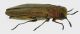 Agrilus cytisi_m1_Runc2_lat_Forum.jpg