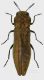 Agrilus cytisi_m2_Runc2_Forum.jpg