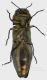 Agrilus cytisi_f1_Runc2_v_Forum.jpg