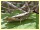 probabile Chorthippus brunneus - Anzio - 16.9.2012 (1).jpg