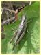 probabile Chorthippus brunneus - Anzio - 16.9.2012.jpg