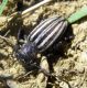 Iberodorcadion sp. (29-6-13 Corral de las Mulas).jpg