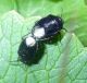 Eurydema cyanea cópula 2 (29-6-13 Corral de las Mulas).jpg