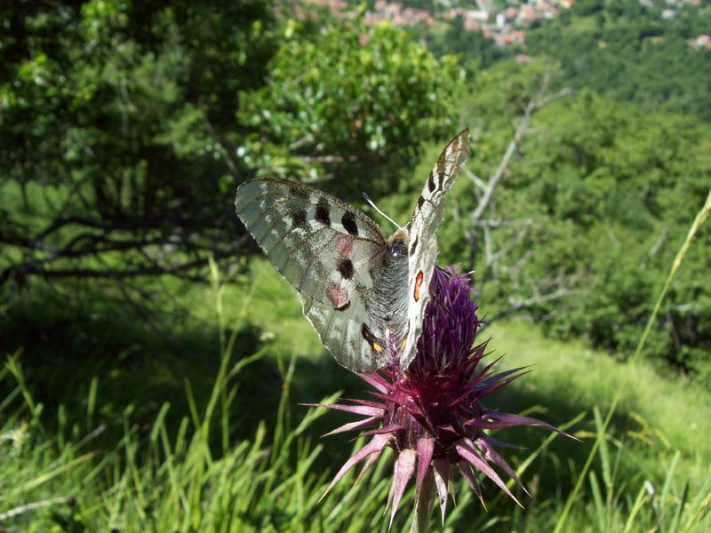 Parnassius apollo.jpg