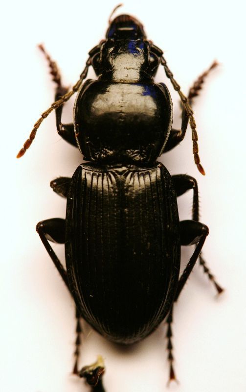 (Carabidi) Pterostichus sp. 01a.JPG