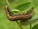 Lygephila_craccae_larva.jpg