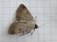 Lygephila_craccae_adulto_F.jpg
