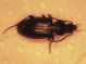 Agonum020713Flakkebjerg0001.jpg