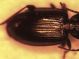 Agonum020713Flakkebjerg0002.jpg