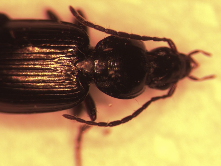 Agonum020713Flakkebjerg0003.jpg