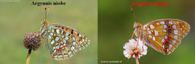 argynnis-fabriciana-niobe_009234.jpg