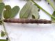 Lygephila_craccae _larva.jpg