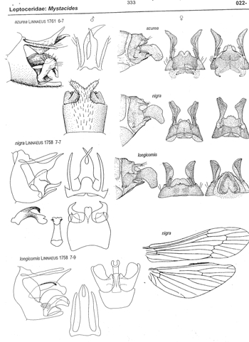 mystacides media.JPG