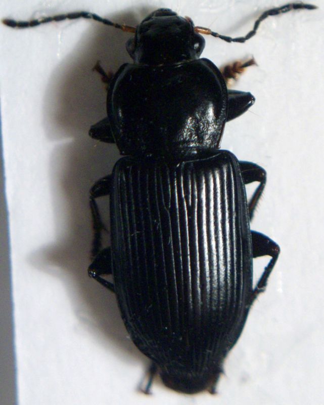 Pterostichus sp. 1.jpg