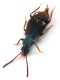 Comb0828_33crc.jpg