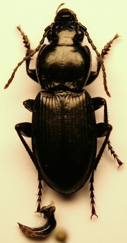 (Carabidi) Pterostichus sp. 01b.JPG