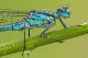 Coenagrion_puella2_1024.jpg