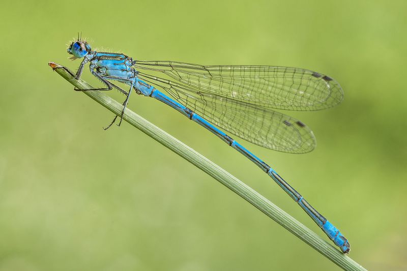 Coenagrion_puella_1024.jpg