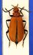 (Pyrochroide) Pyrochroa serraticornis serraticornis (Scopoli, 1763).JPG