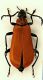 (Pyrochroide) Pyrochroa coccinea (Linnaeus, 1761).JPG