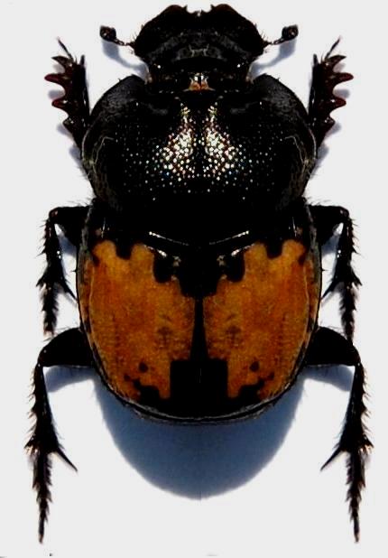 Onthophagus (Palaeonthophagus) akinini Koenig 1889.JPG